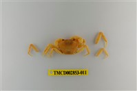 藏品(太魯閣澤蟹)的圖片